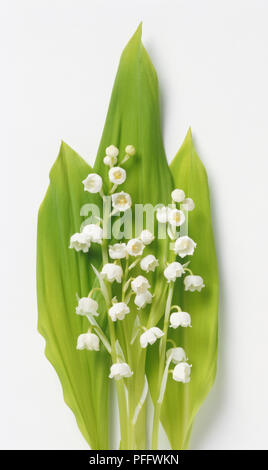 Convallaria majalis, Lily of the Valley leaves and flowers Stock Photo