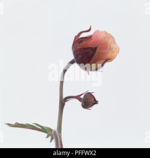 Geum rivale (Water avens), pink flower head and bud, close-up Stock Photo