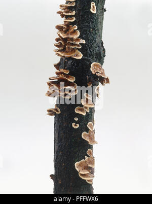 Trametes versicolor (Turkey Tail Mushroom) formerly known as Coriolus versicolor, growing on tree trunk Stock Photo