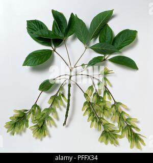 Acer henryi, branch with dark green leaves and light green winged fruits Stock Photo