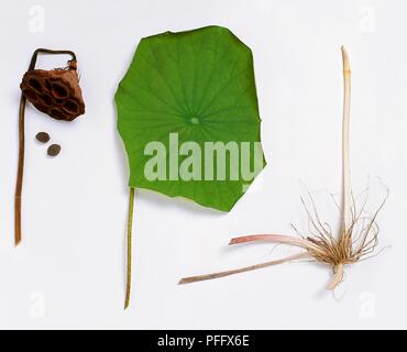 Lotus root (the rhizome of the Sacred Lotus, Nelumbo nucifera), sliced ...