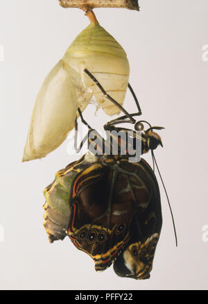 Blue Morpho (Morpho peleides), butterfly emerged from cocoon. Stock Photo