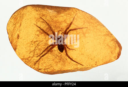 Spider trapped in amber. Stock Photo