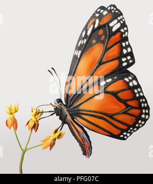 Side view of a monarch butterfly on a milkweed plant in Algonquin Park ...