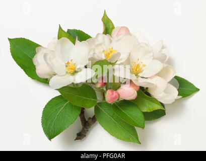 Rosaceae, Malus prunifolia, dark stem with toothed green leaves, pink buds and white flowers borne in compact clusters. Stock Photo