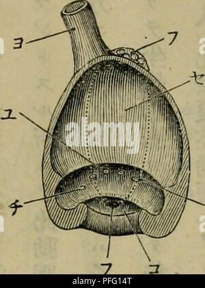 Dbutsugaku Zasshi Zoology Zoology Ae Aºaaeaºaa Ae A 1 3e C A A 0 A C A C Aeae Aeº E A A E A A a A A Ac Ae A I Ar Please Note That These Images Are Extracted From Scanned Page Images That May Have Been