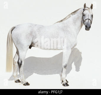 Trakehner Horse Stock Photo