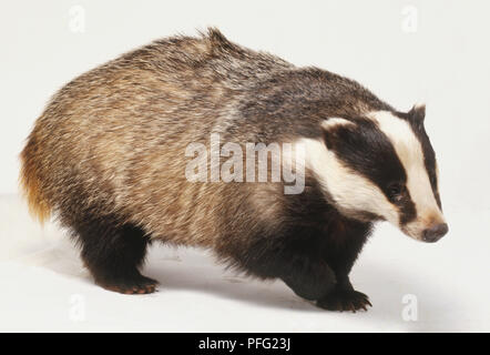Eurasian Badger,Meles meles, old world badge,. large black and white facial stripes, walking.