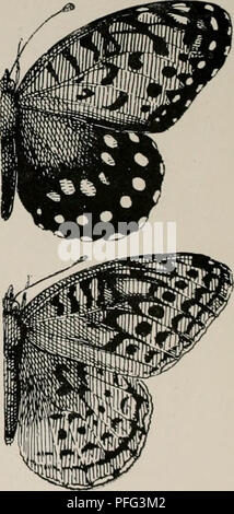 Six species of butterfly and two species of moth, all members of the ...