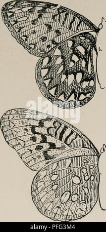 Six species of butterfly and two species of moth, all members of the ...