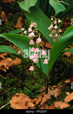 Convallaria majalis var rosea (Lily of the valley), pendent pink flowers and green leaves, with autumn leaves on the ground Stock Photo