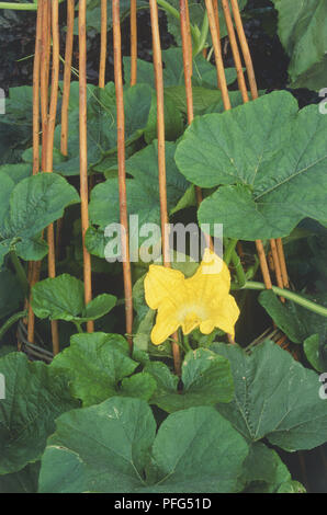 Cucurbita pepo, yellow flower of Courgette plant Stock Photo