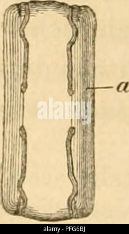 . Das Mikroskop, Theorie und Anwendung desselben. Microscopes. . Please note that these images are extracted from scanned page images that may have been digitally enhanced for readability - coloration and appearance of these illustrations may not perfectly resemble the original work.. Nägeli, Carl, 1817-1891; Schwendener, S. (Simon), 1829-1919. Leipsig : W. Engelmann Stock Photo