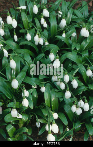 White flowers from Galanthus ikariae (Snowdrop) Stock Photo