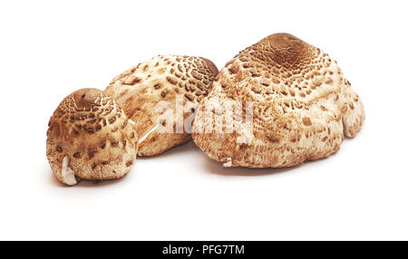 macrolepiota procera, parasol mushroom isolated on white Stock Photo