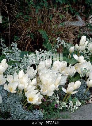 Colchicum speciosum 'Album' and Helichrysum petiolare 'Variegatum' in a border, autumn Stock Photo