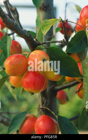Malus 'John Downie', red Apples growing on tree. Stock Photo