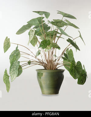 Caladium hortulanum (Angel wings) in green ceramic plant pot Stock Photo