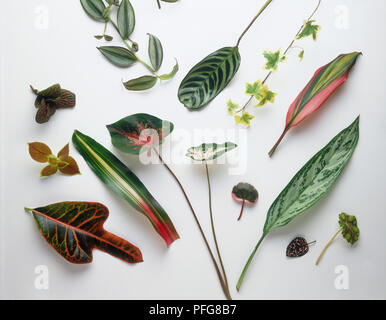 Various leaves, including Wandering jew, Snakeskin plant, Angel wings, Painted nettle, Croton, Blushing bromeliad, Peacock plant, English ivy, Ti plant, Silvered spear, Polka-dot plant, Eyelash begonia Stock Photo