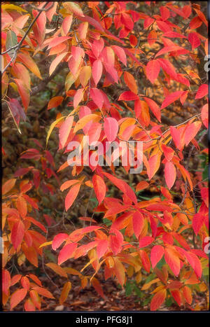 Close-up of leaves from Nyssa sinensis (Chinese Tupelo) Stock Photo