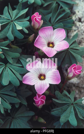 Oxalis adenophylla (Shamrock, Sorrel), lilac pink flowers with dark center and deep veins, opening buds, and pale green leaves Stock Photo