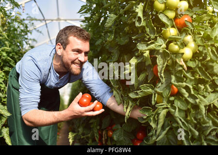 happy farmer growing tomatoes in a greenhouse Stock Photo - Alamy