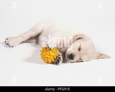 Young Golden Retriever (Canis familiaris) lying down on its side playing with a yellow rubber ball Stock Photo