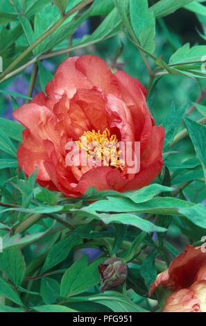 Paeonia 'Mme Louis Henri' (Tree Peony), flower head with red petals and yellow stamen Stock Photo
