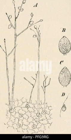 This guide provides a practical introduction to microscopic botany, covering techniques for examining plant structures at the cellular level. It is designed for both beginners and experienced researchers in plant biology and microscopy. Stock Photo