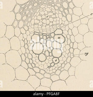 This guide on microscopy offers detailed instructions and images of ...