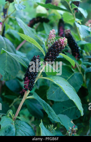 Purple berries and leaves from Phytolacca americana (American pokeweed), close-up Stock Photo