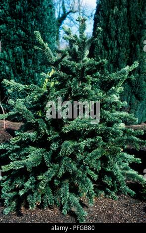 Pinus aristata (Bristle cone pine) Stock Photo