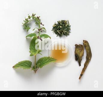 Fresh leaves and flowers, dried leaves and flowers, and tincture in a petri dish from Scutellaria lateriflora (Skullcap), and dried root from Scutellaria baicalensis (Huang qin) Stock Photo