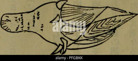Dbutsugaku Zasshi Zoology Zoology Ea C C Eªea C C A Ae A A Aec E A Eric Hi Naturalistaae E A Descl Ljption Of A Keniarkabie Ja Dallese Cl Tlpede Sgalpel Lum Smxcornutum 11 Sp Gellel Id Iarmai Tl Ialljnllal The Vel Tl Al Sitie Nearly Stral