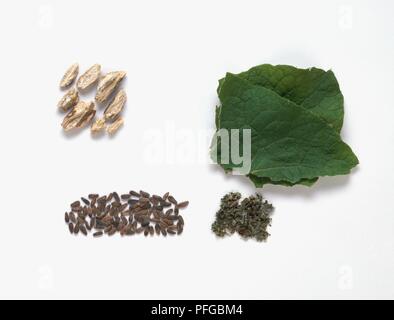 Burdock; Arctium lappa; dried seed heads; UK Stock Photo - Alamy