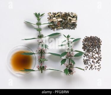 Fresh flowers and leaves, dried flowers and leaves, and tincture from Leonorus cardiaca (Motherwort), and seeds from Leonorus heterophyllus (Chong wei zi) Stock Photo