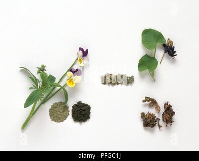 Fresh flowers and leaves, powder and ointment from Viola tricolor, fresh leaves, dried leaves and dried flowers from Viola odorata, and dried leaves (Zi hua di ding) from Viola yedoensis Stock Photo