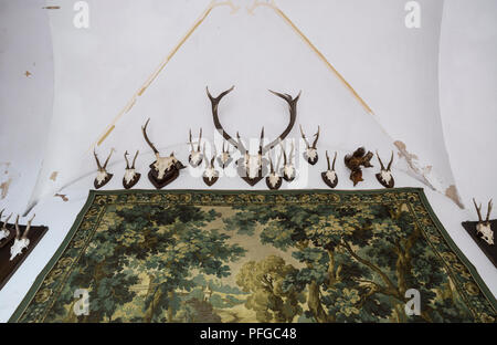 Deer antlers and a tapestry decorate a wall inside the Burg Rheinstein on the River Rhine at Trechtingshausen, Germany. Stock Photo