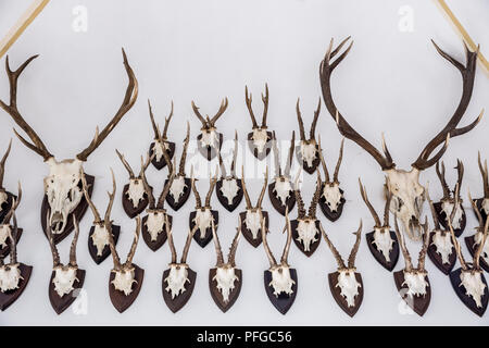 Deer antlers decorate a wall inside the Burg Rheinstein on the River Rhine at Trechtingshausen, Germany. Stock Photo