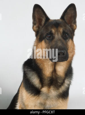 Head only view of german shepherd dog. Stock Photo