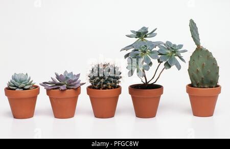 Cacti and succulents, Echeveria elegans, Echeveria fimbriata, Mammillaria magnimamma, Aeonium haworthiii, Opuntia sp. (Prickly pear cactus) Stock Photo