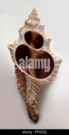 horse conch, sea shell, .Pleuroploca gigantea, sanibel captiva islands