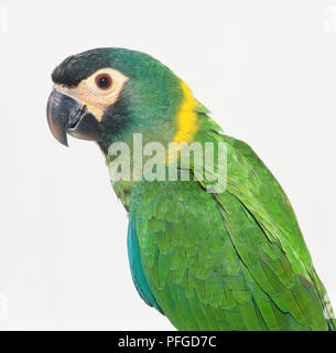 Golden-collared Macaw or Yellow-collared Macaw (Primolius auricollis) Stock Photo