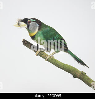 Fire-tufted Barbet (Psilopogon pyrolophus) perching on a branch, side view Stock Photo