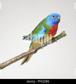 Scarlet-chested Parrot (Neophema splendida) perching on branch, side view Stock Photo