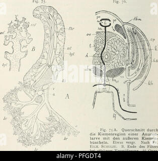 . Das Werden der Organismen; zur Widerlegung von Darwin's Zufallstheorie durch das Gesetz in der Entwicklung von Oscar Hertwig. Evolution; Life (Biology). 388 Zehntes Kapitel. mÃ¼ssen. Nicht selten ist diese Umwandlung der Lokomotionsorgane in Atmungswerkzeuge in der Reihenfolge der GliedmaÃen eines und desselben Indi-iduums wahrnehmbar. Die KÃ¶rpersegmente, an denen F'g- 75. Fig. 75 A. Querschnitt durch die Kiemenregion einer Anuren- larve mit den Ã¤uÃeren Kiemen- bÃ¼scheln. Etwas vergr. Nach Fk. EiLH. Schulze, h. Ende des Filters bei stÃ¤rkerer VergrÃ¶Ãerung, i-b Quer- schnitt des knorpelig Stock Photo