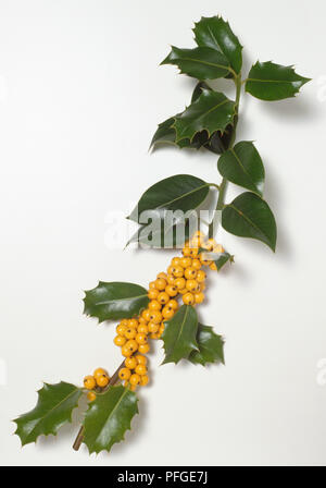 Aquifoliaceae, Ilex aquifolium 'Bacciflava', Common Holly, stem with green spiny leaves and yellow berries. Stock Photo