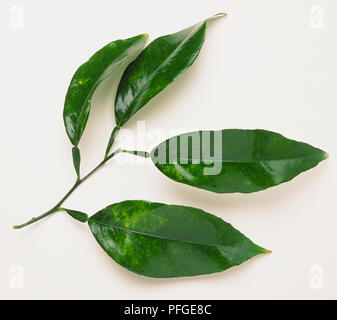 Citrus bergamia, Bergamot leaves. Stock Photo