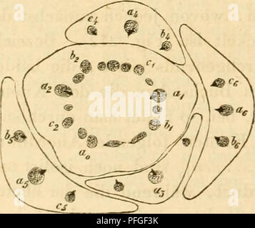 . Das Mikroskop, Theorie und Anwendung desselben. Microscopes. Fig. 271.. Please note that these images are extracted from scanned page images that may have been digitally enhanced for readability - coloration and appearance of these illustrations may not perfectly resemble the original work.. Nägeli, Carl, 1817-1891; Schwendener, S. (Simon), 1829-1919. Leipsig : W. Engelmann Stock Photo