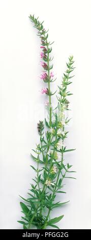 Hyssopus officinalis (Hyssop) stems with flowers and leaves Stock Photo